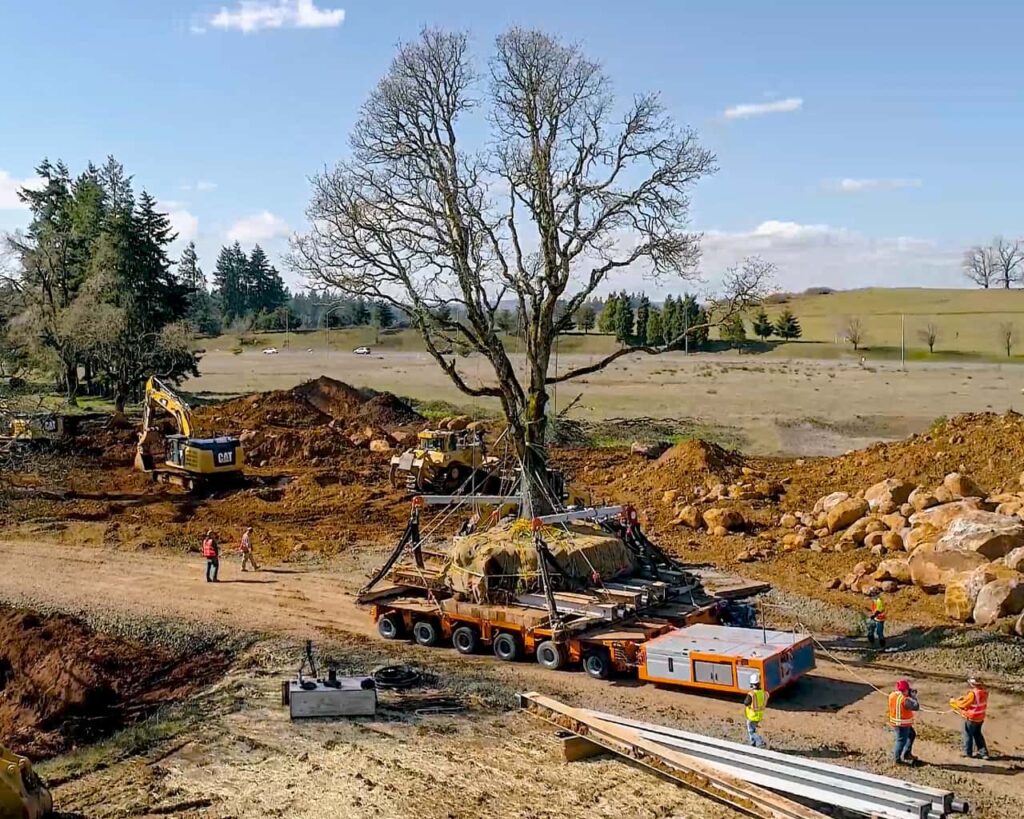 Image of tree being moved to construction site | All Terrain Crane | NessCampbell